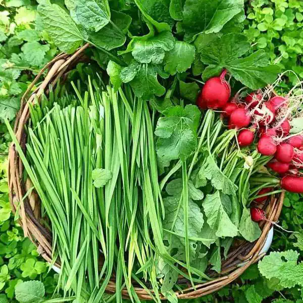 تعبیر خواب سبزی چیدن برای زن متاهل و باردار و دختر مجرد از روانشناسی