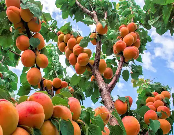 تعبیر خواب چیدن زردآلو از درخت برای زن متاهل و باردار و دختر مجرد از روانشناسی