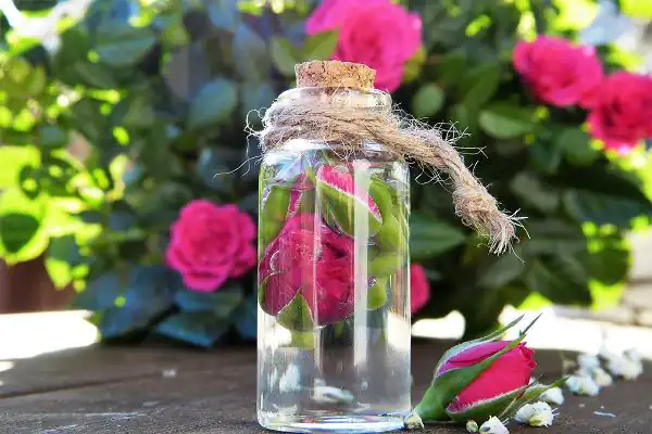 تعبیر خواب گلاب برای زن باردار برای زن متاهل و دختر مجرد از روانشناسی