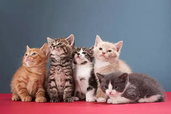 تعبیر خواب گربه و بچه گربه در خانه برای زن متاهل و باردار و دختر مجرد از روانشناسی