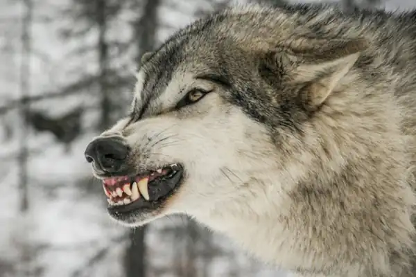 تعبیر خواب گرگ گرسنه برای زن متاهل و باردار و دختر مجرد از روانشناسی