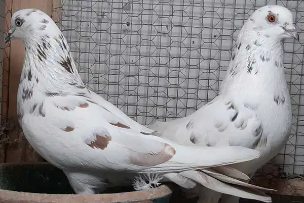 تعبیر خواب کبوتر از یوسف نبی برای زن متاهل و باردار و دختر مجرد از روانشناسی