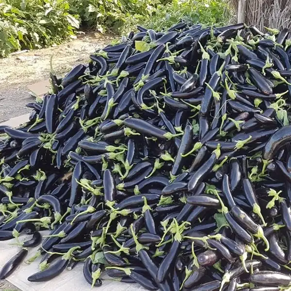 تعبیر خواب خریدن بادمجان سیاه برای زن متاهل و باردار و دختر مجرد از روانشناسی
