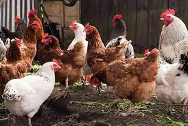 تعبیر خواب مرغ برای دختر مجرد برای زن متاهل و باردار و از روانشناسی