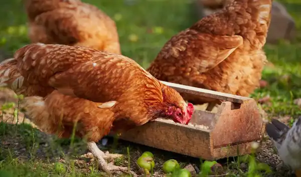 تعبیر خواب مرغ حضرت یوسف برای زن متاهل و باردار و دختر مجرد از روانشناسی