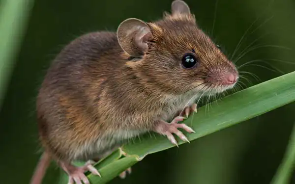 تعبیر خواب موش برای دختر مجرد برای زن متاهل و باردار و دختر مجرد از روانشناسی
