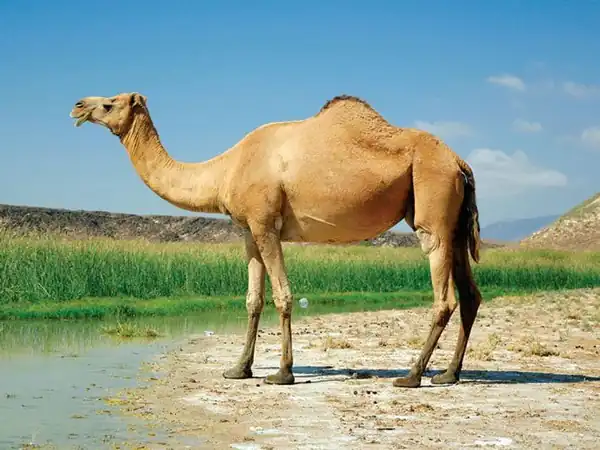 تعبیر خواب شتر تشنه برای زن متاهل و باردار و دختر مجرد از روانشناسی