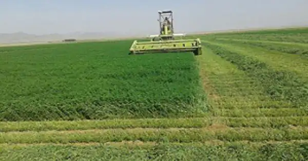 تعبیر خواب یونجه برای زن متاهل و باردار و دختر مجرد از روانشناسی