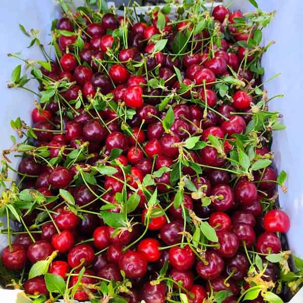 تعبیر خواب آلبالو برای دختر مجرد تعبیر خواب درخت آلبالو قرمز تعبیر خواب آلبالو امام صادق تعبیر خواب آلبالو نی نی سایت تعبیر خواب مربای آلبالو برای دختر مجرد تعبیر خواب چیدن آلبالو از درخت تعبیر خواب آلبالو برای زن باردار نی نی سایت تعبیر خواب آلبالو چیدن و خوردن