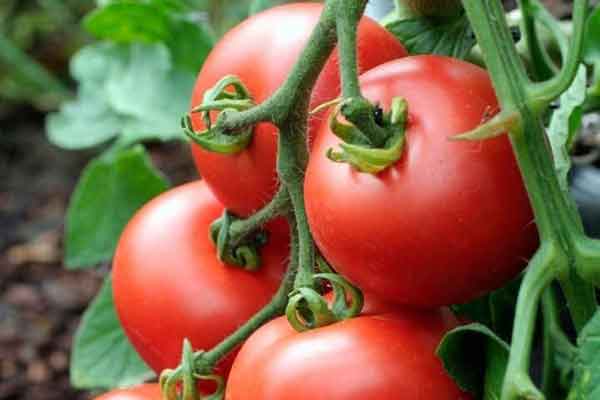 تعبیر خواب گوجه فرنگی برای زن متاهل تعبیر خواب چیدن گوجه فرنگی امام صادق تعبیر خواب گوجه فرنگی حضرت یوسف تعبیر خواب گوجه فرنگی امام صادق تعبیر خواب چیدن گوجه فرنگی قرمز تعبیر خواب گوجه فرنگی له شده تعبیر خواب گوجه فرنگی برای دختر مجرد تعبیر خواب گوجه فرنگی برای زن باردار