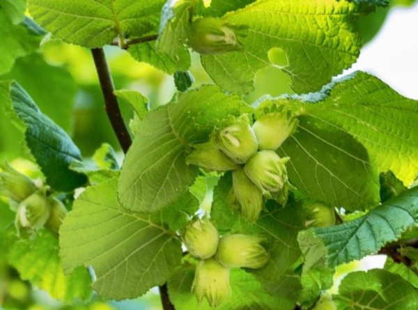 
تعبیر خواب فندق حضرت یوسف
تعبیر خواب فندق برای دختر مجرد
تعبیر خواب فندق برای زن متاهل
تعبیر خواب فندق گرفتن از مرده
تعبیر خواب فندق امام صادق
تعبیر خواب فندق نی نی سایت
تعبیر خواب فندق برای زن باردار نی نی سایت
تعبیر خواب فندق و جنسیت جنین