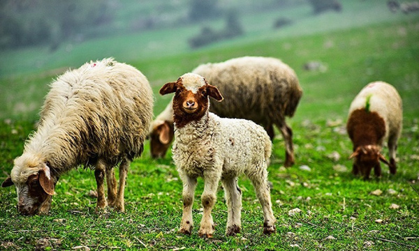تعبیر خواب گله گوسفندان حضرت یوسف تعبیر خواب گوسفند برای دختر مجرد تعبیر خواب گوسفند برای زن متاهل تعبیر خواب گوسفند سیاه امام صادق تعبیر خواب گوسفند در خانه تعبیر خواب زاییدن گوسفند حضرت یوسف تعبیر خواب گوسفند سفید تعبیر خواب گوسفند قهوه ای