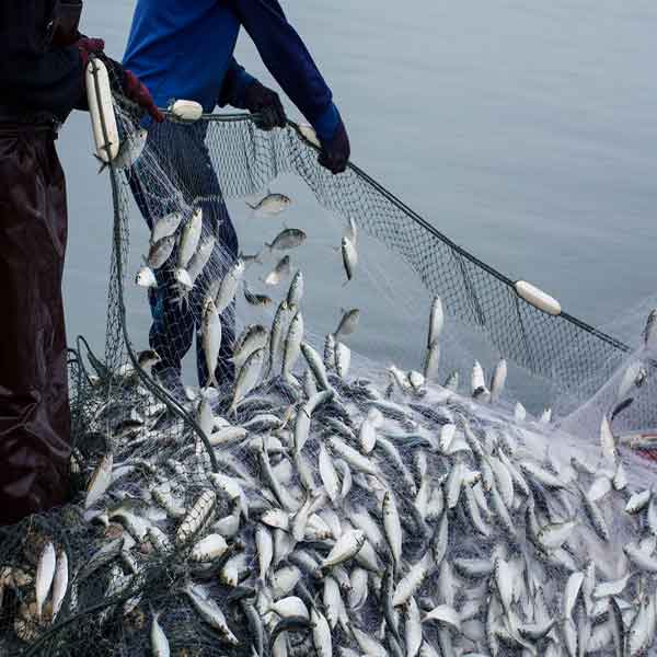  تعبیر خواب گرفتن ماهی با دست امام صادق تعبیر خواب ماهی حضرت یوسف تعبیر خواب ماهی گرفتن از اب زلال با دست تعبیر خواب گرفتن ماهی از آب کم عمق تعبیر خواب گرفتن ماهی با دست خالی تعبیر خواب گرفتن ماهی زیاد از آب تعبیر خواب گرفتن ماهی با تور دستی تعبیر خواب گرفتن ماهی توسط دیگران