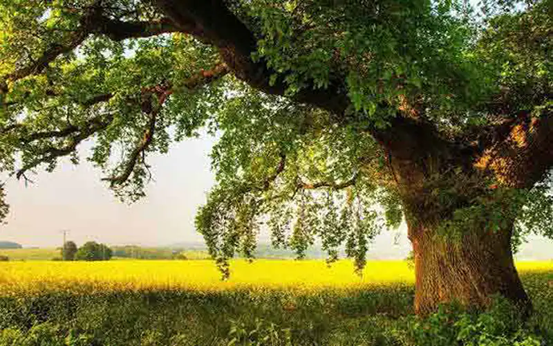  تعبیر خواب درخت به حضرت یوسف تعبیر خواب درخت سبز و پربرگ برای دختر مجرد تعبیر خواب بریدن درخت امام صادق تعبیر خواب تنه درخت امام صادق تعبیر خواب درخت سبز و پربرگ برای زن متاهل تعبیر خواب درخت خشک امام صادق تعبیر خواب بالا رفتن از درخت امام صادق تعبیر خواب تنه درخت بریده شده