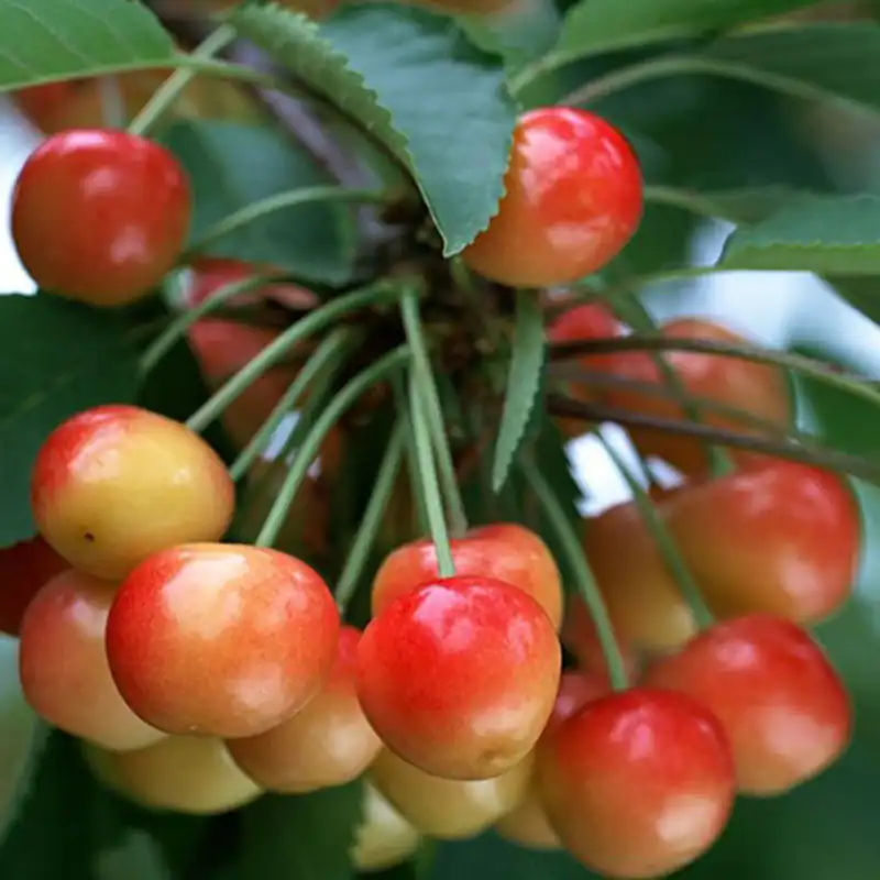 تعبیر خواب گیلاس برای دختر مجرد تعبیر خواب گیلاس برای زن متاهل تعبیر خواب گیلاس حضرت یوسف تعبیر خواب گیلاس قرمز برای زن متاهل تعبیر خواب گیلاس قرمز برای دختر مجرد تعبیر خواب چیدن گیلاس از درخت حضرت یوسف تعبیر خواب خوردن گیلاس از درخت تعبیر خواب گیلاس درشت