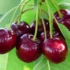 تعبیر خواب خوردن گیلاس از درخت حضرت یوسف برای زن متاهل و گیلاس گرفتن از دیگران